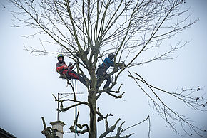 Élagage des arbres de l’avenue du Général de Gaulle - Février 2021