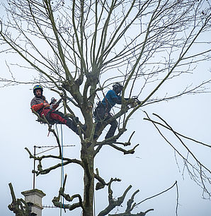 Élagage des arbres de l’avenue du Général de Gaulle - Février 2021